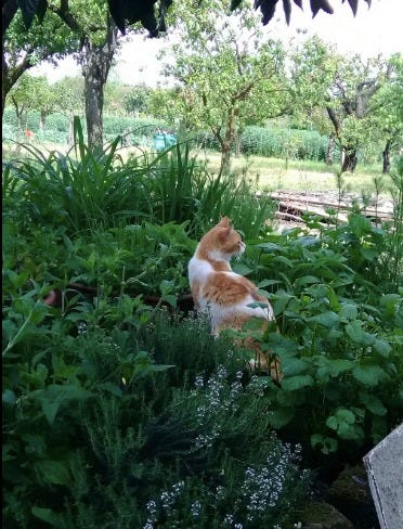Me and the kitties, holed up in the country, calming down and re-growing after repotting shock.