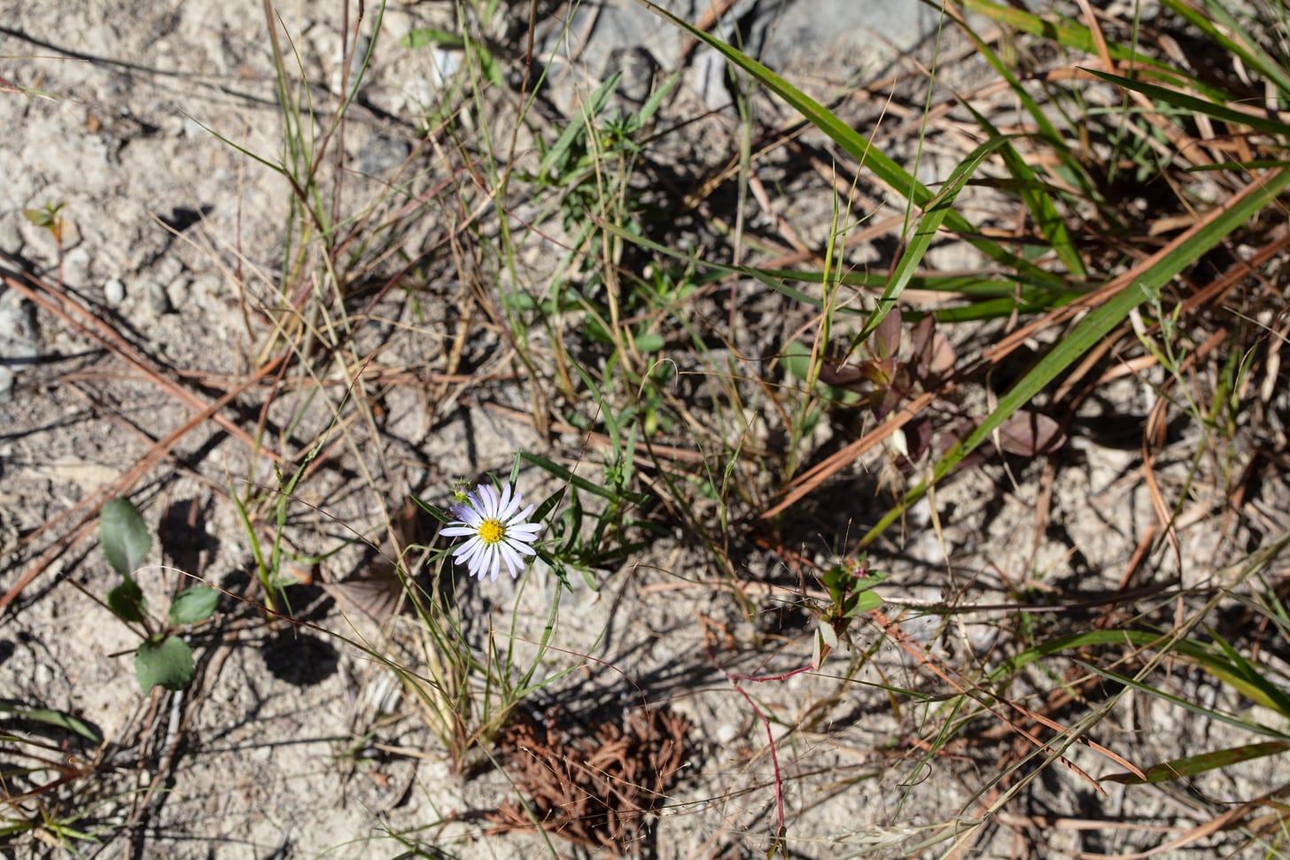A single pale purple and yellow aster bloom growing from pale, rocky ground, with some pine needles and grassy-looking leaves crisscrossing in the background.