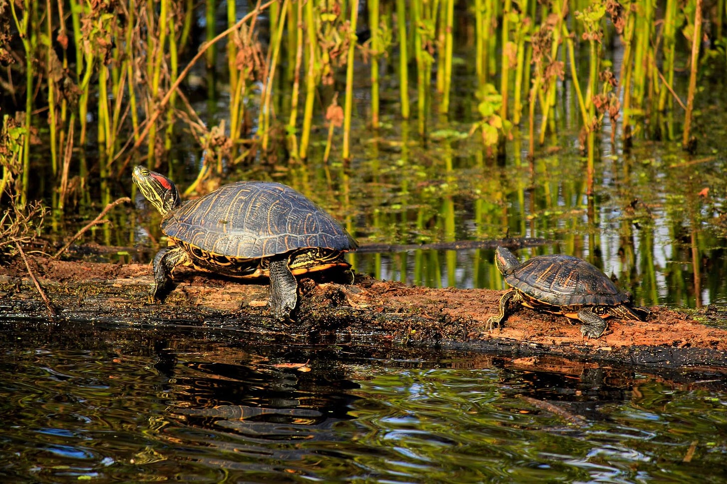 Photo taken by Claire in Houston's Brazos Bend State Park of two turtles on a branch in the sun in the middle of the water, the first bigger, the second smaller, both looking up towards the sun 