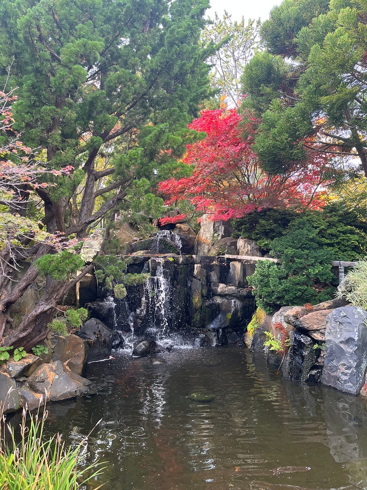 An autumn view of a peaceful Japanese garden