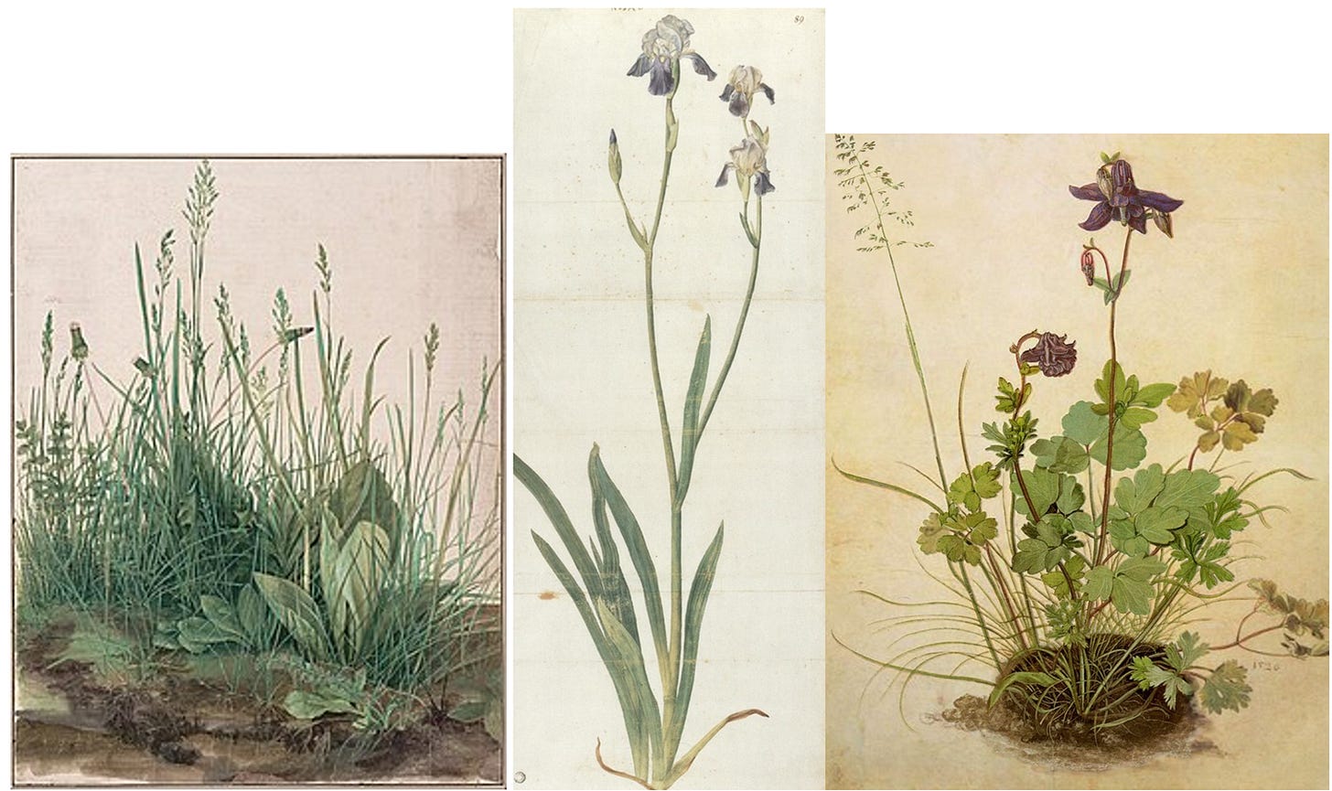 A collage of different plants

AI-generated content may be incorrect.