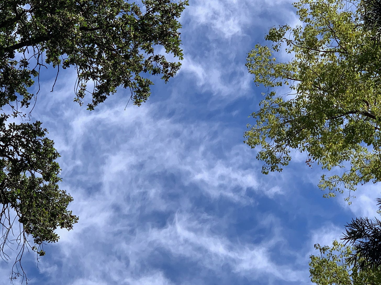 Clouds feather across the sky, bordered by lush green boughs