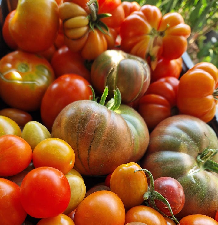 Tomato harvest; Romello, Super Marmande, Artisan Tiger, Sparky, Shimmer, Cherokee Purple