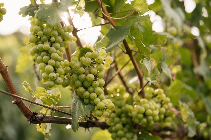 Produção de uvas: produto deve ajudar no controle do oídio, doença fúngica que pode reduzir a produtividade e a qualidade do fruto Produção de uvas: produto deve ajudar no controle do oídio, doença fúngica que pode reduzir a produtividade e a qualidade do fruto
