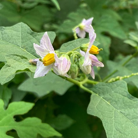 wildflowers on the Crabtree Creek Trail