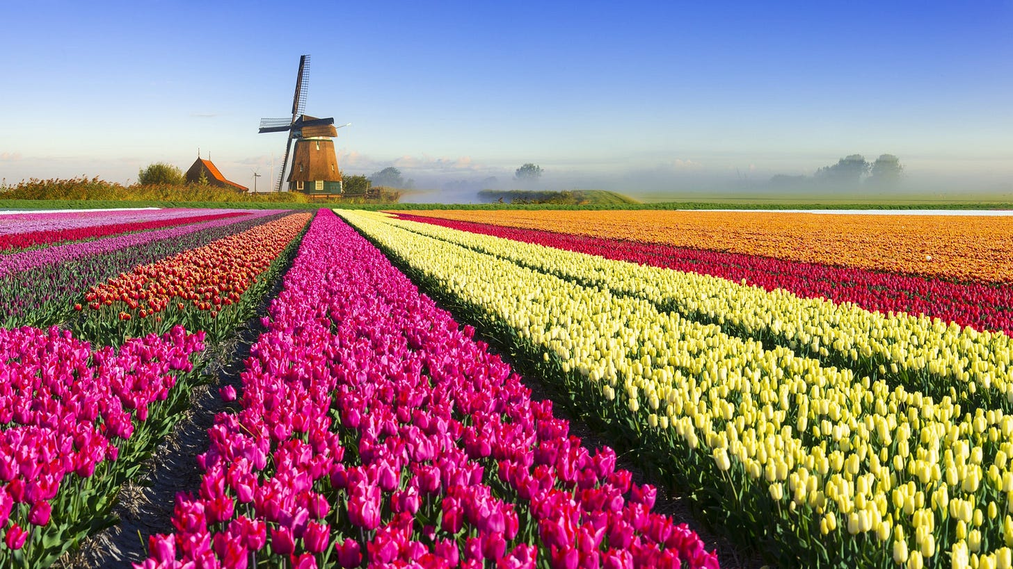The Real Story Behind the 17th‑Century 'Tulip Mania' Financial Crash |  HISTORY