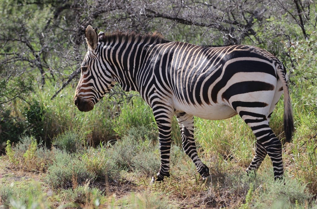 Mountain zebra Mountain zebra