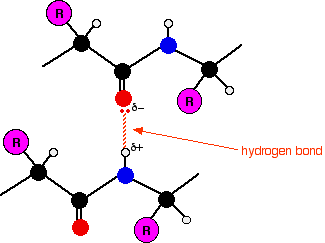 protein structure