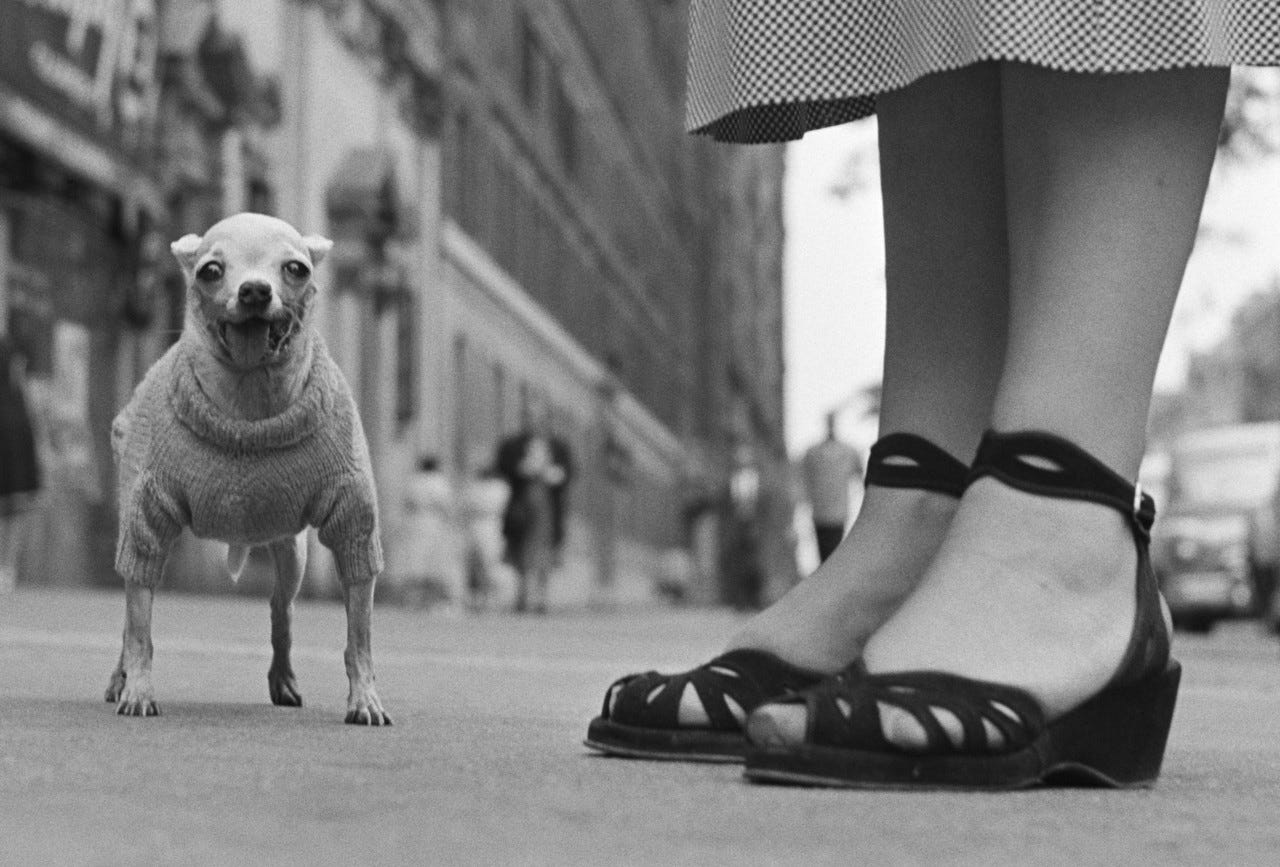 195 ☼ Meeting Elliott Erwitt