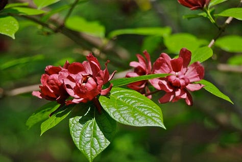 My first sight of Calycanthus x raustonii 'Hartlage Wine' at Carolyn Walker's garden, 2012.