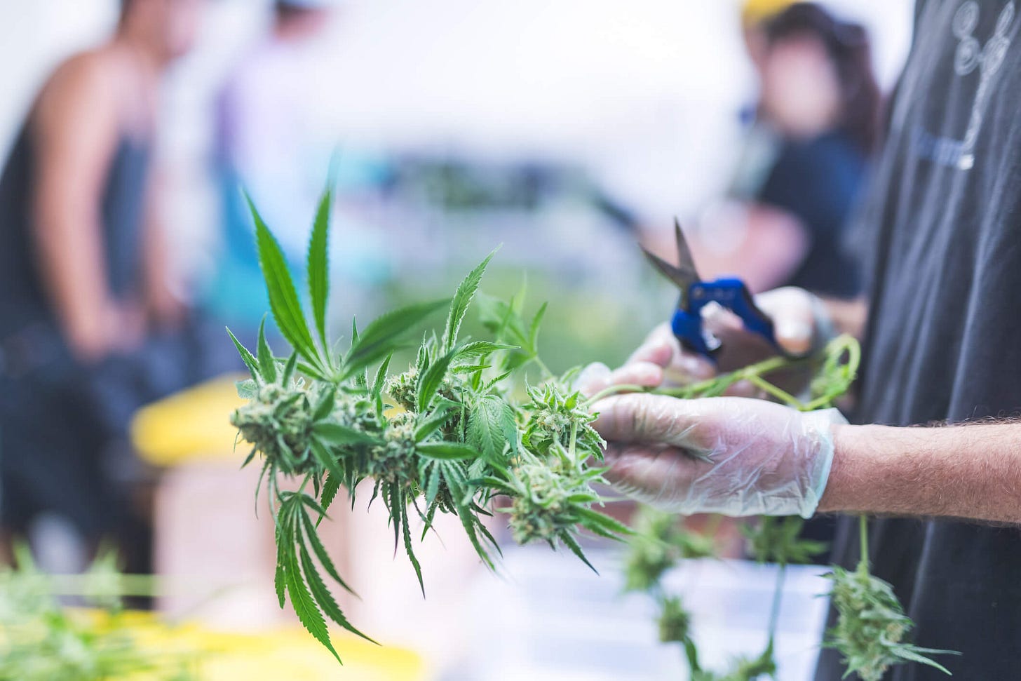 President Trump Signs Executive Order Directing AG to Expedite Marijuana Rescheduling Process - Ogletree President Trump Signs Executive Order Directing AG to Expedite Marijuana Rescheduling Process - Ogletree