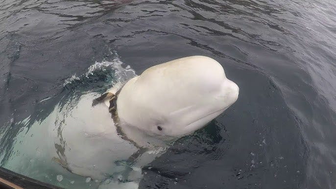 Men Free Beluga Whale from Strange Russian Harness || ViralHog - YouTube