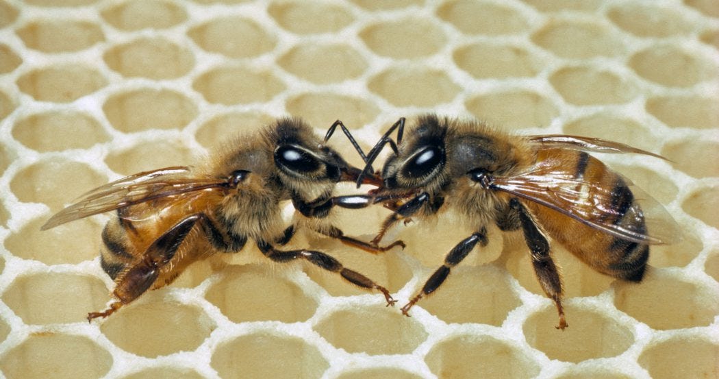The Tremble Dance | Bee Culture