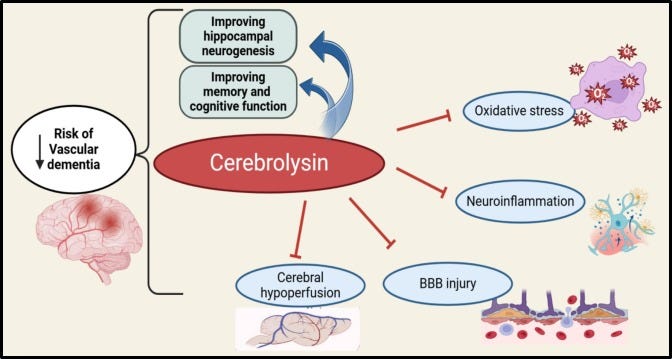 The possible role of cerebrolysin in the management of vascular dementia:  Leveraging concepts - ScienceDirect