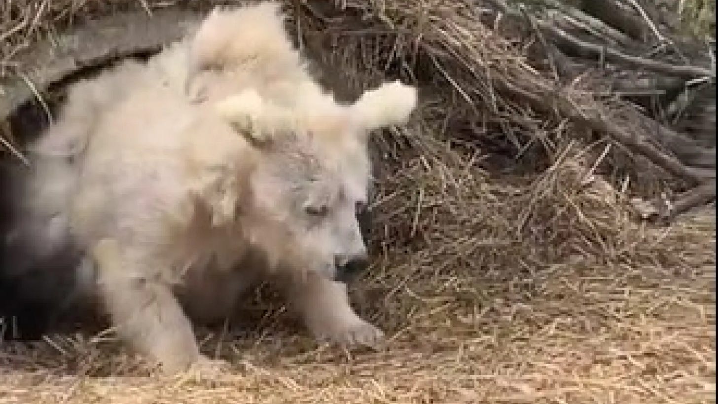 El vídeo viral de un oso que sale de su hibernación revoluciona las redes