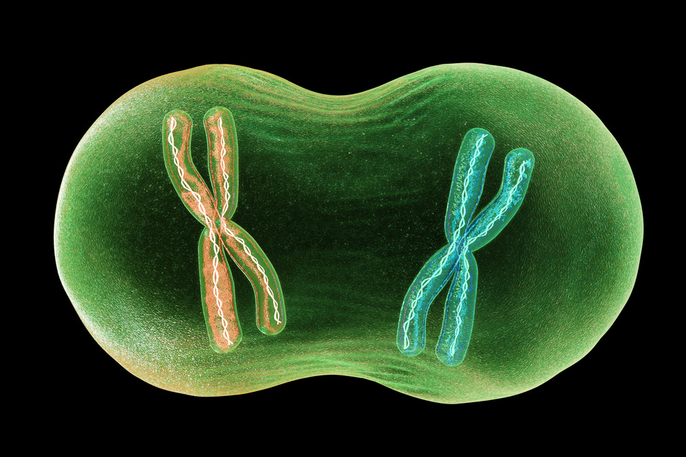 What Is Mitosis? | Live Science