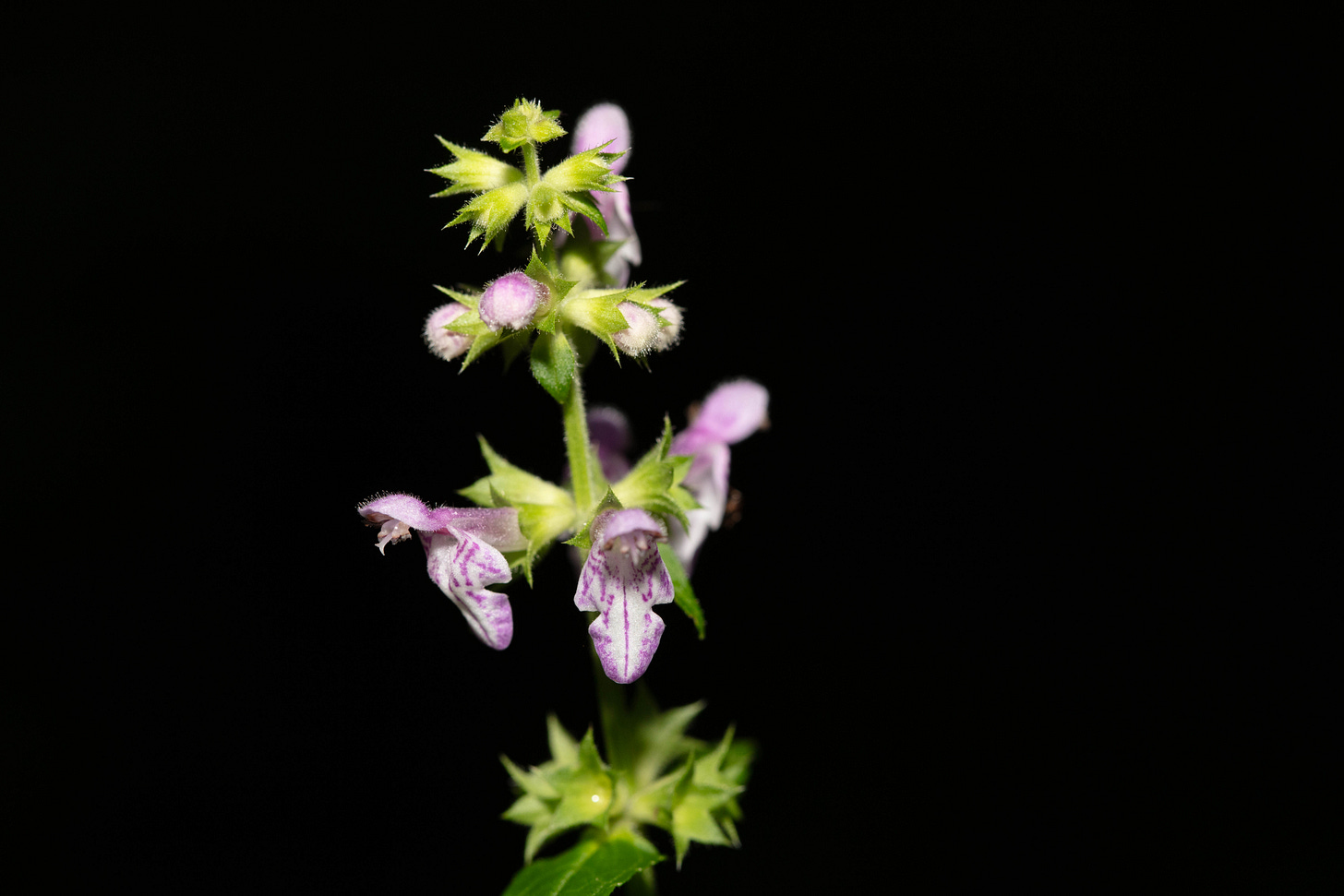 A plant with pale purple flowers against a dark background