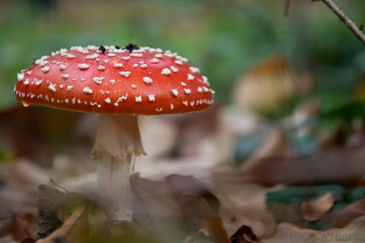 An image of a red and white toadstool in nature.