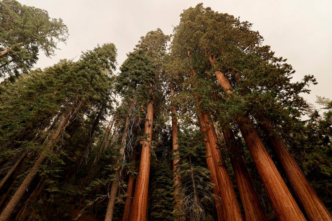 California's giant sequoias remain safe from growing wildfire | Reuters