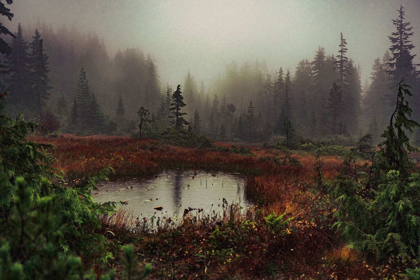 Photo of cypress forest by Eoin Anderson on Unsplash