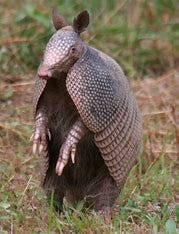 Armadillo