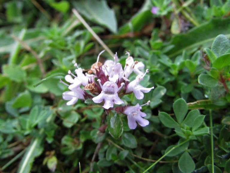 Wild Thyme