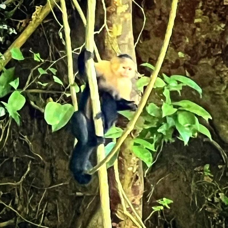 Een bezoek aan het regenwoud van Panama verliep anders dan gedacht: wat doen die auto's daar?