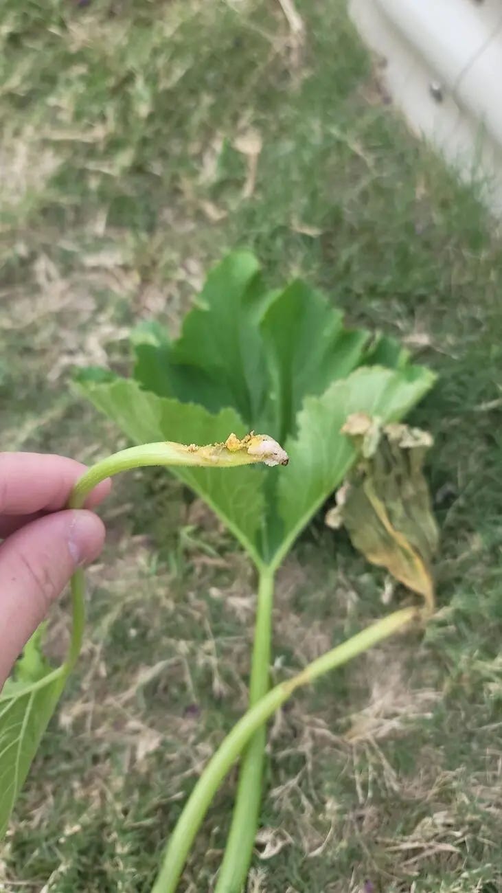 Squash Vine Borers - My Experience.