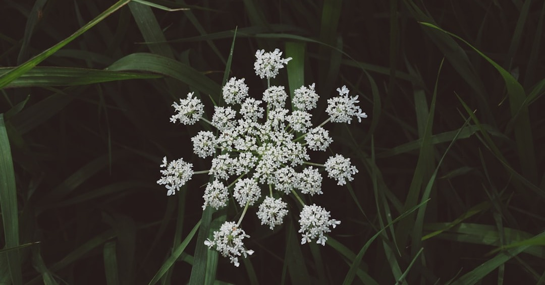 white flowers in bloom white flowers in bloom