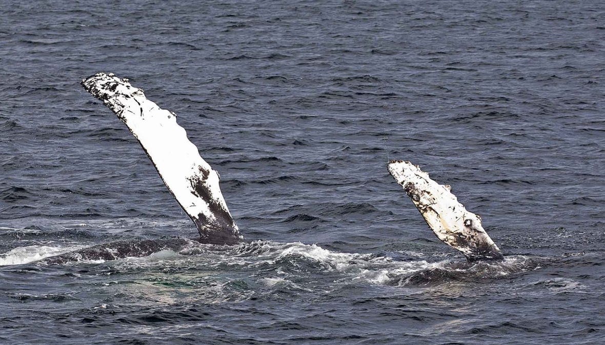 En av de 21 nyfödda knölvalarna i Salish Sea ute pÄ en simtur med sin mamma. En av de 21 nyfödda knölvalarna i Salish Sea ute pÄ en simtur med sin mamma.