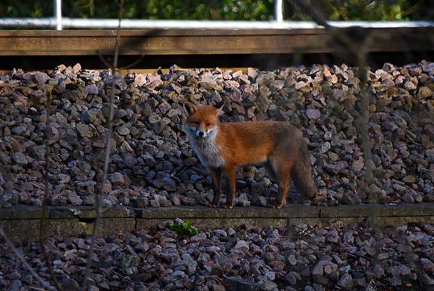A fox standing on rocks

AI-generated content may be incorrect.