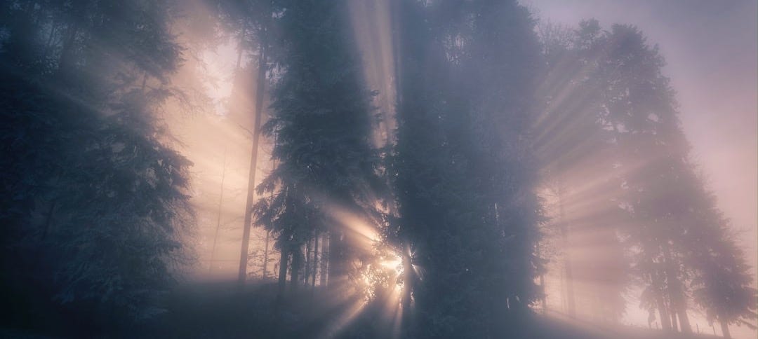 the sun is shining through the foggy trees