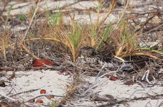 Antillean Nighthawk on Nest