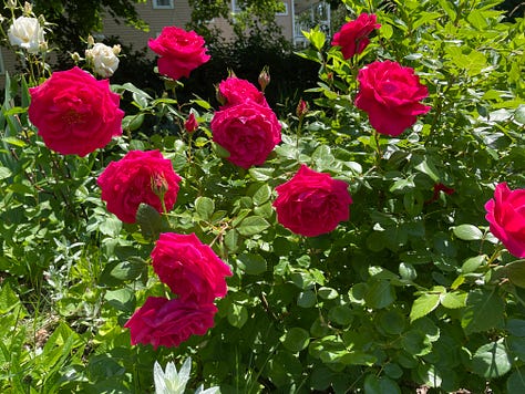 Various blooming roses and some cut into vases