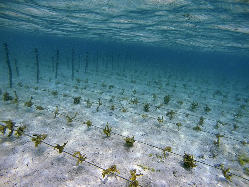 Sustainable Seaweed Farming in Solomon Islands (KSLOF)