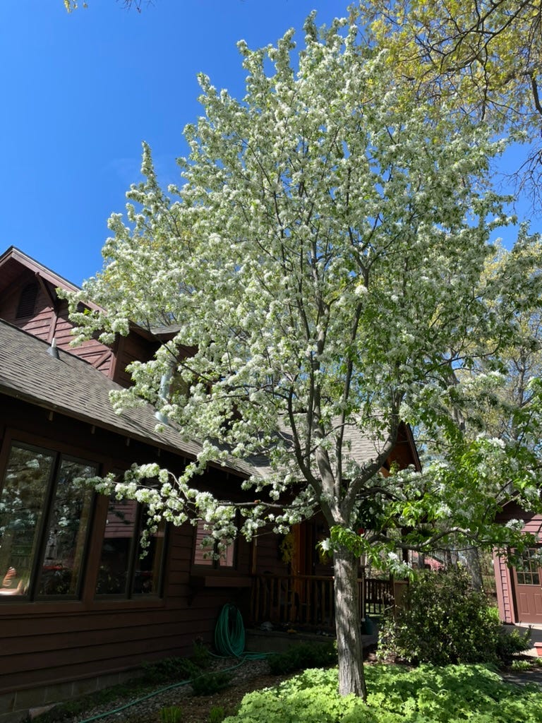 A tree in front of a house

Description automatically generated