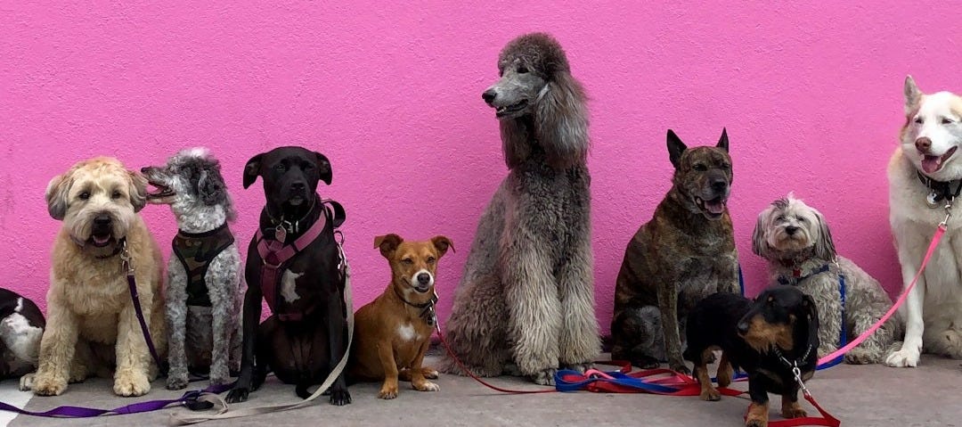 litter of dogs fall in line beside wall litter of dogs fall in line beside wall