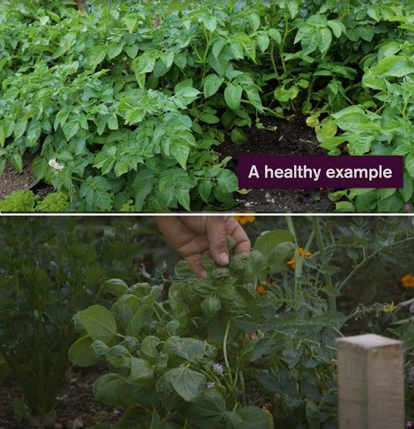 Potato plants compared Potato plants compared