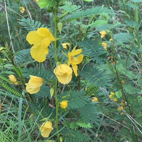 wildflowers on the Crabtree Creek Trail