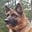 Sheep Dog's avatar