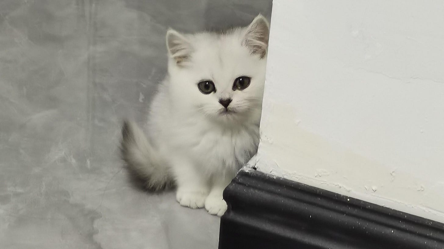 周报 #07 - 铲屎官、内容与外表、新闻女王 - 第2张图片