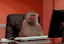 Monkey Typing GIFs | Tenor