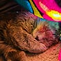 tomato.kitten's avatar