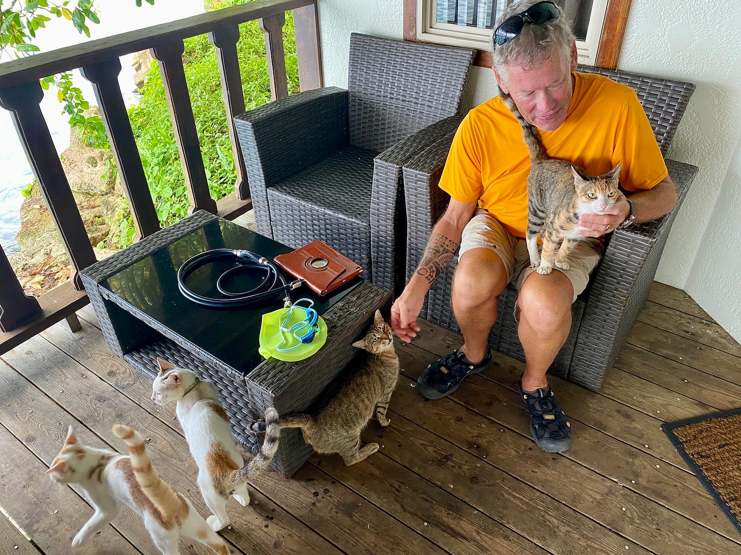 A man sitting on a porch while five cats mills around A man sitting on a porch while five cats mills around