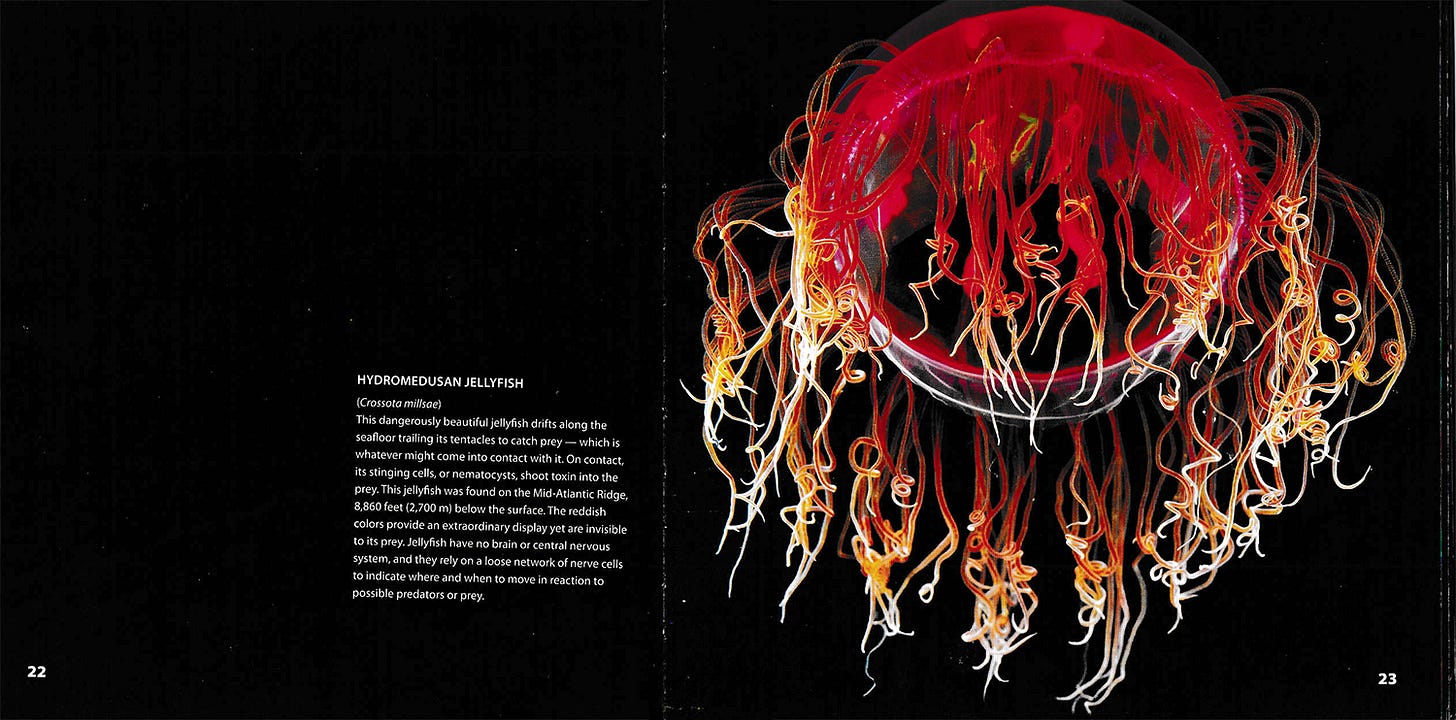 jellyfish jellyfish