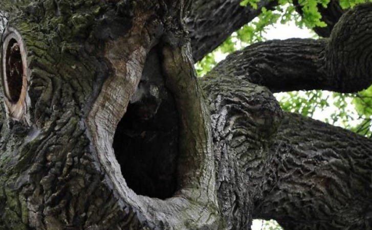 Remarkable Holocaust Nonsense #91: Hiding in an Oak Tree in Poland