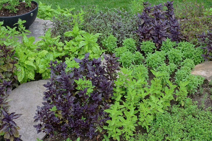varieties of basil growing in an herb garden