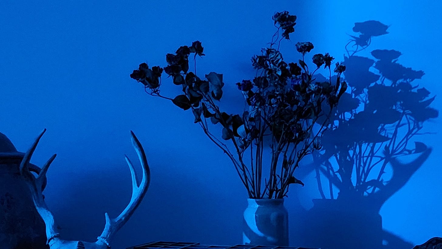 Photograph: a still life cast in dark blue light featuring pottery, antlers, dried flowers, and cast shadows against a blue blank wall.