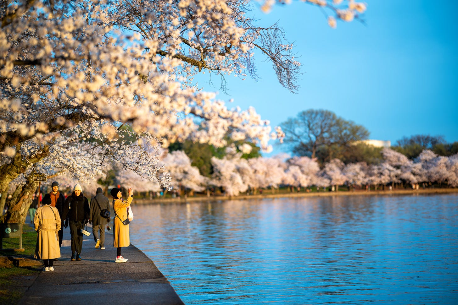 Cherry Blossom Watch Update: March 25, 2026
