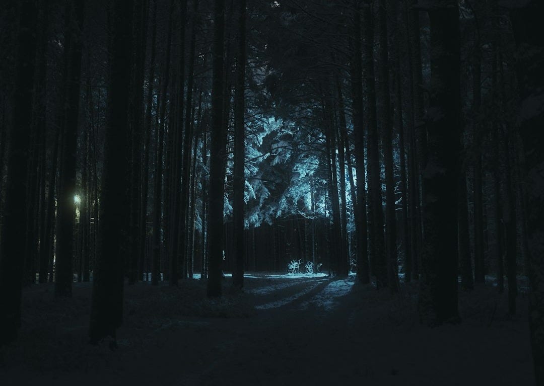 A dark forest filled with lots of tall trees A dark forest filled with lots of tall trees